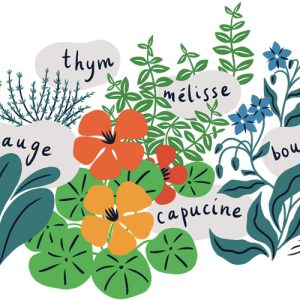 illustration des plantes