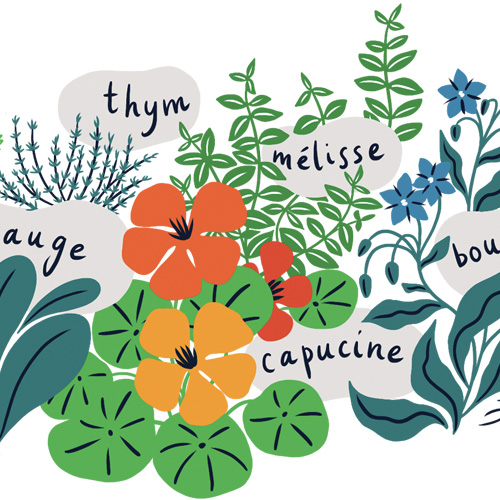 illustration des plantes