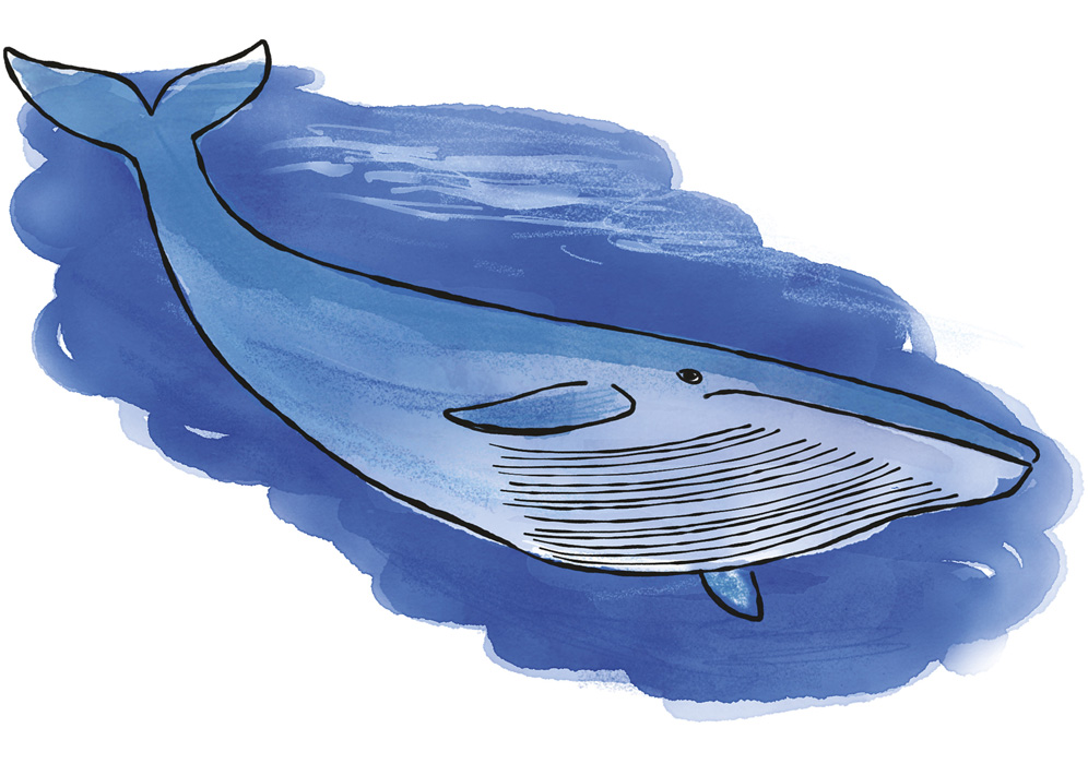 Illustration de baleine bleue